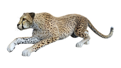 3D Rendering Big Cat Cheetah on White