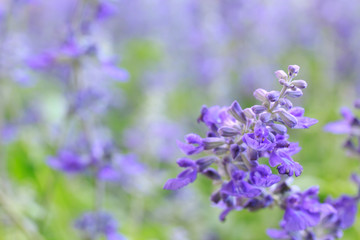 Obraz premium Close up Blue salvia purple flowers blooming in garden under sunlight. Selective focus, natural flower background. 