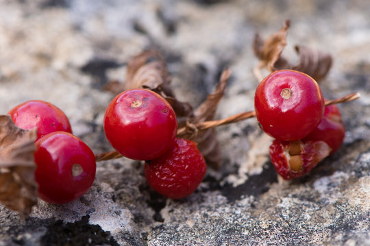 Black bryony (Tamus communis) berries on plant. Bright red poisonous fruits of around 1cm diameter at the end of summer