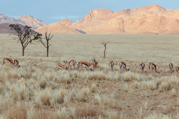 Springbok in nature