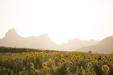 Sunflower field, landscape, view beautiful background.