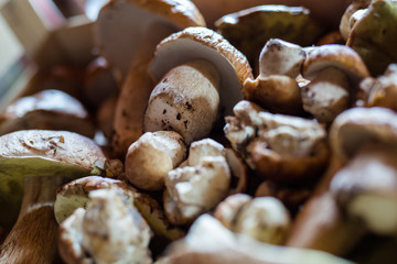 Mushroom harvest closeup