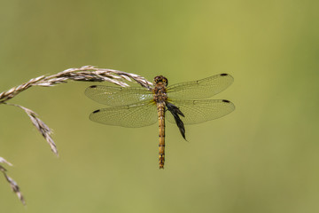 Common darter (Sympetrum striolatum) on grass, dorsal view. Female dragonfly in the family...