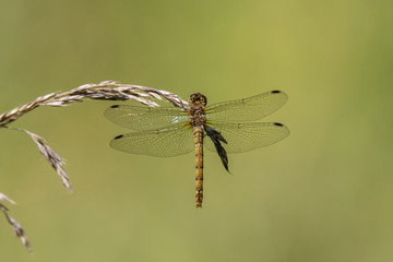 Common darter (Sympetrum striolatum) on grass, dorsal view. Female dragonfly in the family Libellulidae