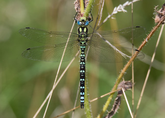 Southern hawker (Aeshna cyanea) male dorsal view. Large insect in the order Odonata, family Aeshnidae, at rest
