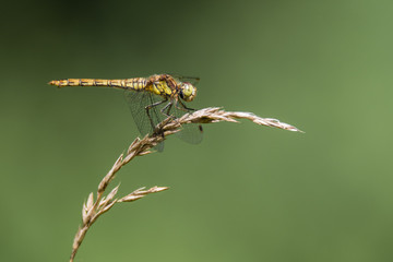 Common darter (Sympetrum striolatum) profile on grass. Female dragonfly in the family Libellulidae, showing black legs with yellow stripes