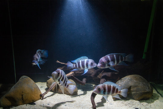 Frontosa Cichlid. Endemic Cichlid from Lake Tanganyika. They are Shoaling Fish