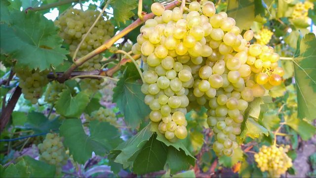 branch of sultana grapes hanging in vineyard, close up