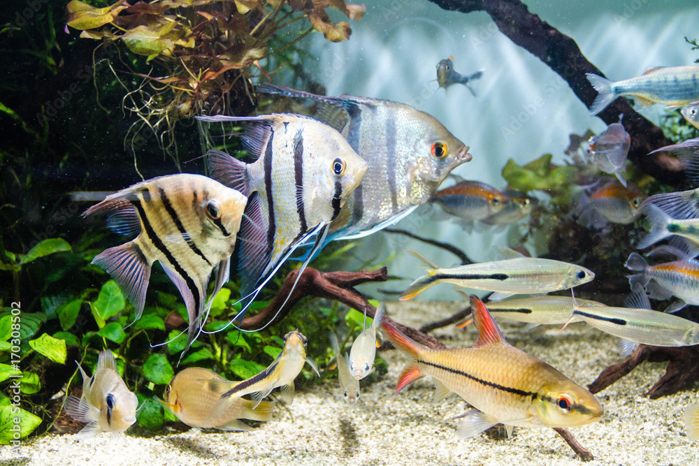 Poster Angelfish and schooling of tropical fish in planted tank