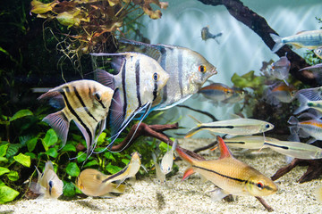 Angelfish and schooling of tropical fish in planted tank