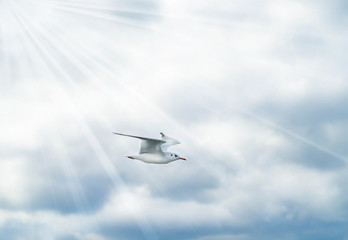 Blurred background heaven and freedom concept. Seagulls bird flies gracefully in blue sky with light streaming through. Make sense to the faith from God. Holy spirit bird on blue background.
