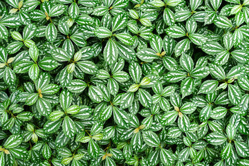 Aluminum plant, Watermelon pilea- Pilea cadierei Gagnep. & Guillaumin.