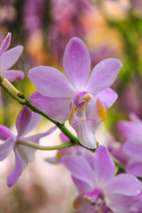 Fototapeta na wymiar Close up of beautiful white Phalaenopsis orchid flowers blooming.
