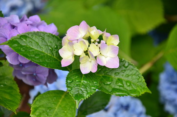 Lacecap Hydrangea