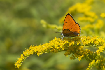 Motyl i kwiat