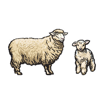 vector sketch cartoon style sheep and lamb set. Isolated illustration on a white background. Hand drawn animal without horns. Cattle, farm cloven-hoofed livestock animal, wool products design object