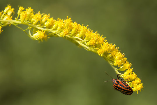 Graphosoma lineatum, strojnica