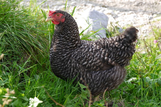 Grausperber Huhn in Freilandhaltung