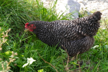 Grausperber Huhn in Freilandhaltung
