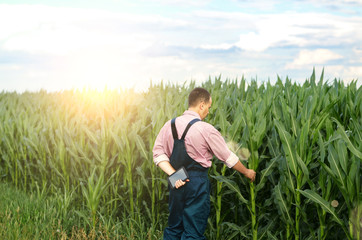Naklejka na ściany i meble Farmer with tablet inspecting corn field