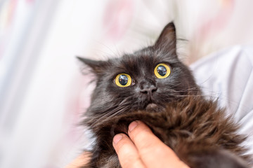 Obraz premium black cat on hands 
