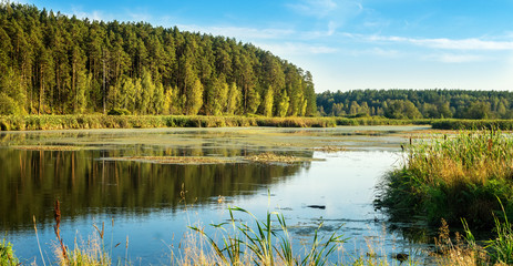 панорама лесного пейзажа с лесом, рекой и камышами Россия, Урал, август