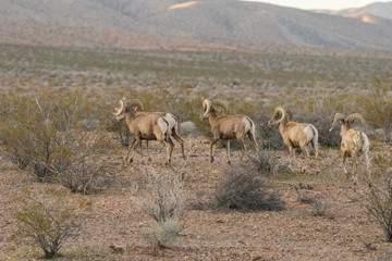 Herd of Desert Bighorn Sheep Rams