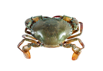 The crab on the white background.Top view.