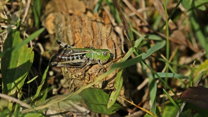 Heidegrashüpfer (Stenobothrus lineatus)