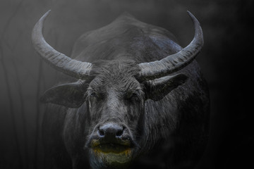 Close up monochrome portrait big buffalo