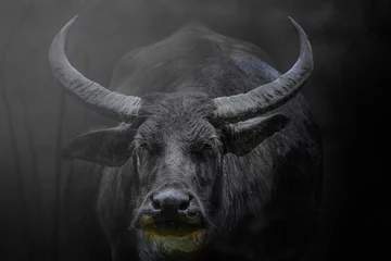 Afwasbaar Fotobehang Buffel Close-up zwart-wit portret grote buffel