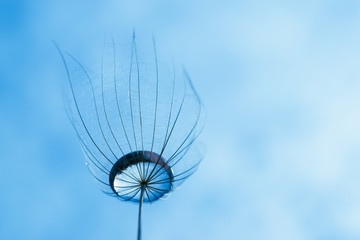 Ein Schirm von Bocksbart Samen mit einem Tropfen in der Mitte und blauem Hintergrund