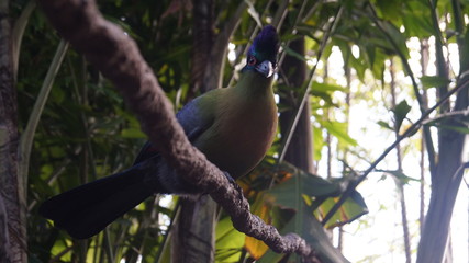 Bird