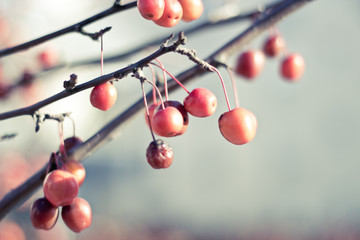 Rote Beeren am Baum