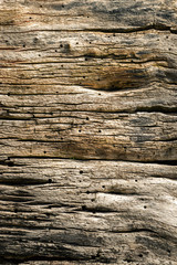 Schöne Struktur von natürlich gealtertem Holz eines Baumes mit Rissen 