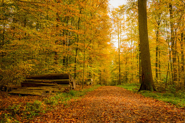 Pathway through beautiful autumn forest scene