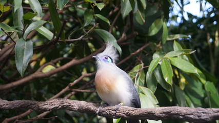 Bird