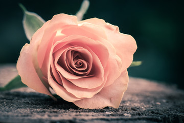 Zarte Rosenblüte auf einem Holzstamm im Wald Liebesgruß