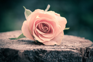 Zarte Rosenblüte auf Holzstamm Liebesgruß