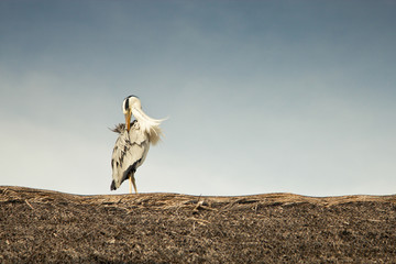 Graureiher Vogel auf Dach beim Putzen