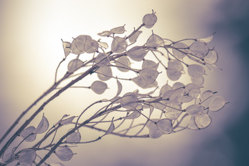 Fels Steinkraut St&auml;ngel mit Samen im Herbst