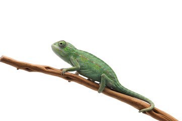 chameleon isolated white background