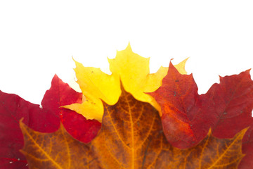Autumn leaves on white