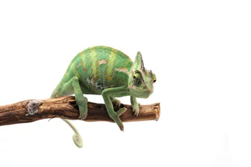 Foto op Plexiglas Veiled Chameleon isolated on white background © Dmitry