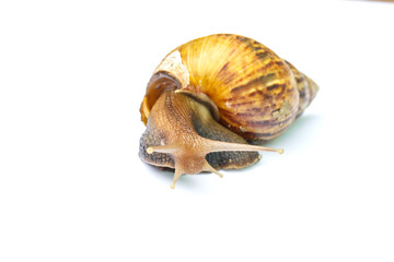 Garden snail isolated on white background
