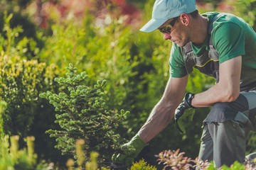 Fototapeta premium Gardener Planting New Trees