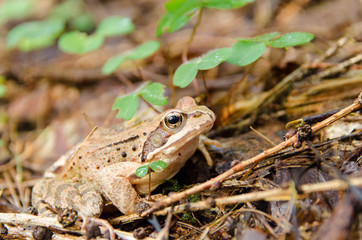 Frosch im Wald