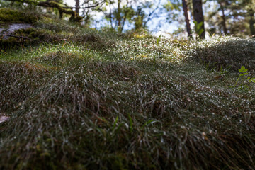 Dropplets on grass in Sweden