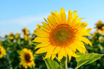 Bright yellow, orange sunflower flower on sunflower field.