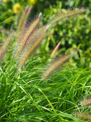 Pennisetum in full bloom.